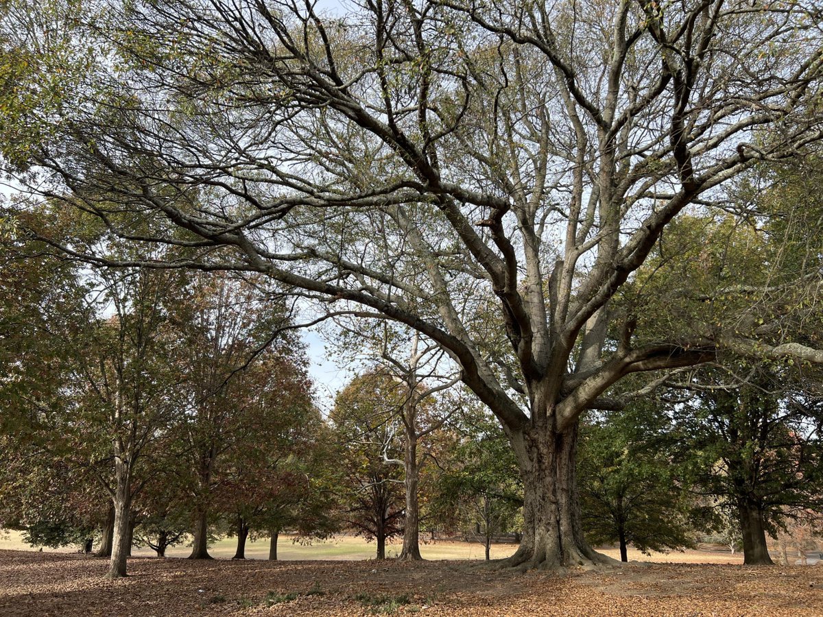 SaportaReport's tweet photo. For nearly a dozen years, there’s been aborted effort after aborted effort to strengthen Atlanta’s tree ordinance and expand the city’s tree canopy. Fortunately – writes @Mariasaporta - after months of little to no progress, there’s now movement.  https://t.co/Dnh4odHzaT https://t.co/0RxH2Kkmno