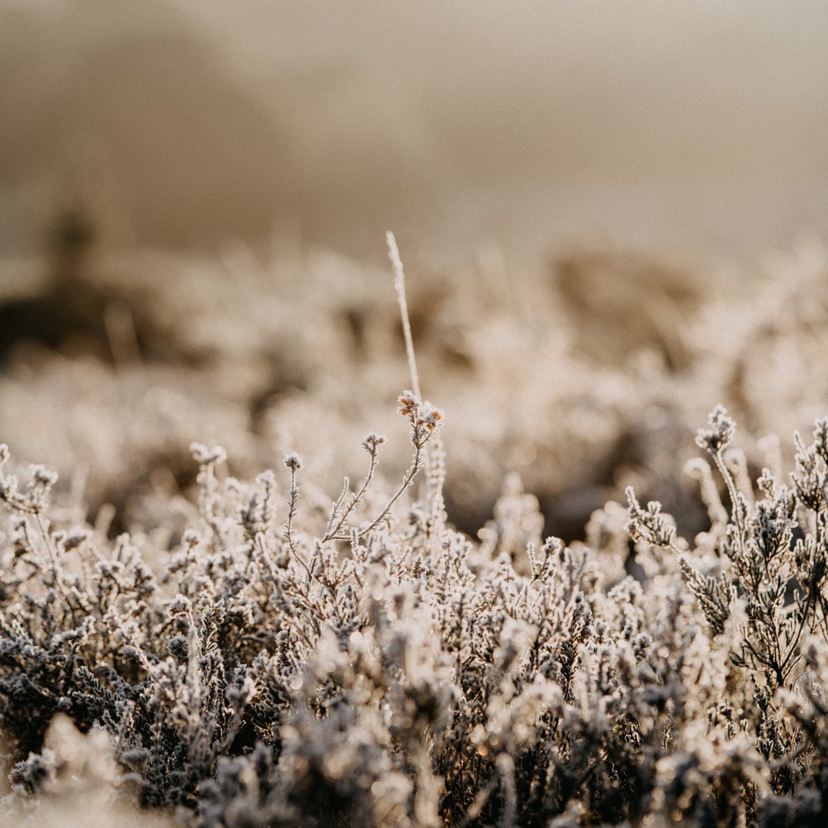 PartiesToGoUK's tweet image. If you’re waking up to frost, it might be time to move your plants indoors or into a greenhouse. Or, cover with newspaper overnight.

#GrowingTips #GrowYourOwn #PartiesToGo #HomeGrown