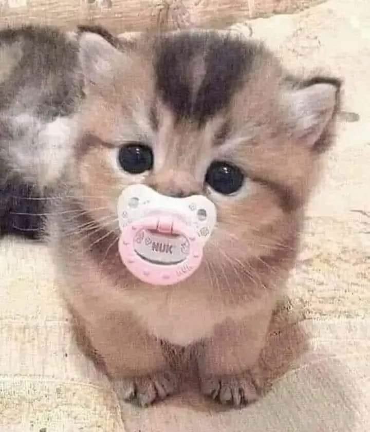 bui656doan's tweet photo. Mum Mum 🤤
#meow https://t.co/to2T9Pe3ad