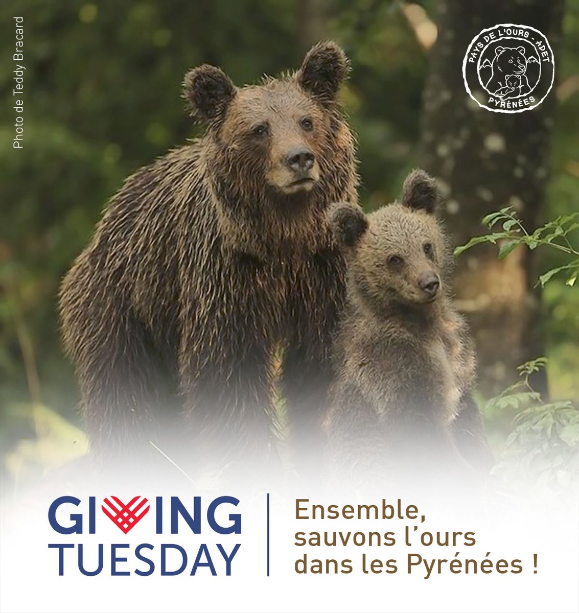 Pays de l'Ours tweet media