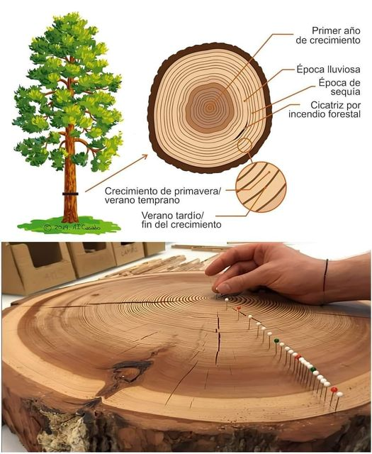 Curiotweet1's tweet photo. La dendrocronología estudia los anillos de crecimiento en árboles para reconstruir eventos climáticos pasados. Fechando y midiendo estos anillos, se analizan patrones climáticos. Estos estudios revelan historias de años y zonas climáticas alrededor del mundo. https://t.co/Kyf7Vl8ZGO