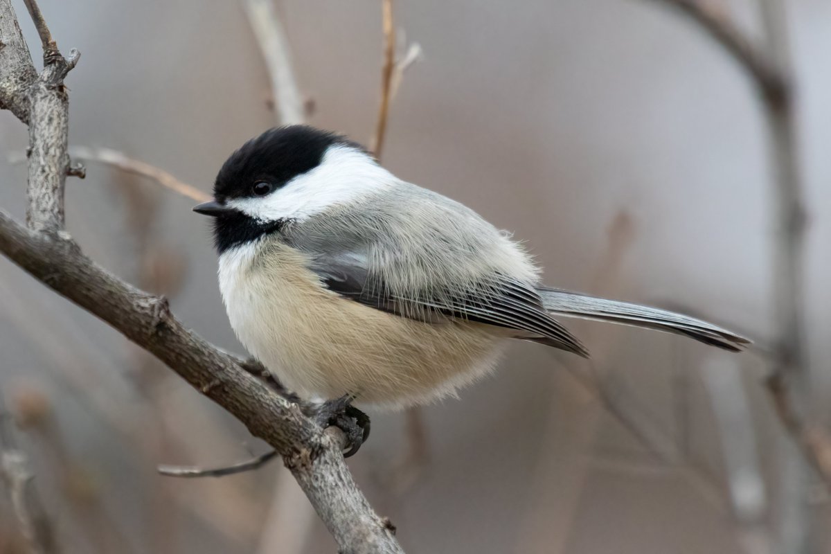 Black-capped chickadee demonstrating cuteness. No notes