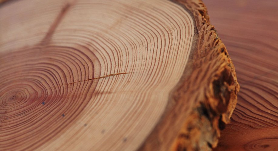 Curiotweet1's tweet photo. La dendrocronología estudia los anillos de crecimiento en árboles para reconstruir eventos climáticos pasados. Fechando y midiendo estos anillos, se analizan patrones climáticos. Estos estudios revelan historias de años y zonas climáticas alrededor del mundo. https://t.co/Kyf7Vl8ZGO