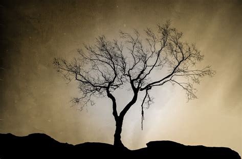 Broken Branches : 🌳 

A Young Life, Taken,
By going Out on a Limb-
“A Separate Peace.”~

#senryu #haiku #nature 
#poetry #poetrycommunity 
#haikuchallenge (optional)