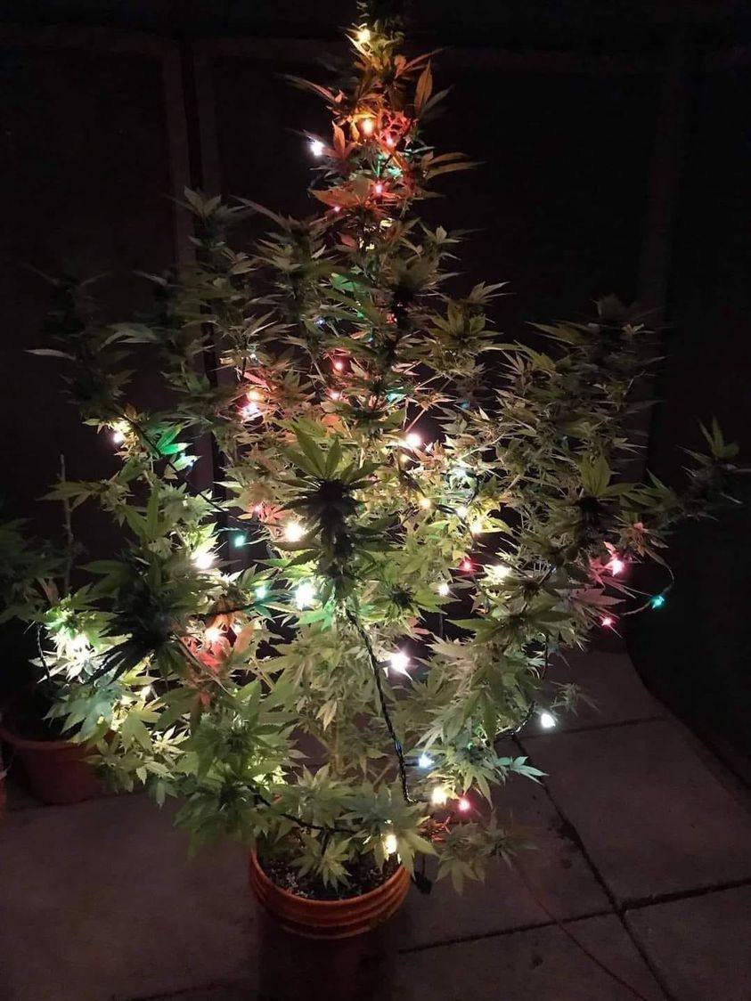 Natal chegando