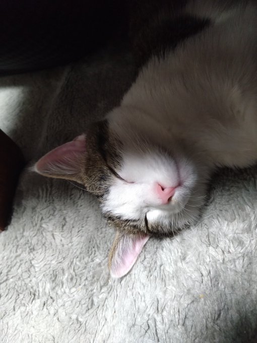 ホットカーペット点けました 