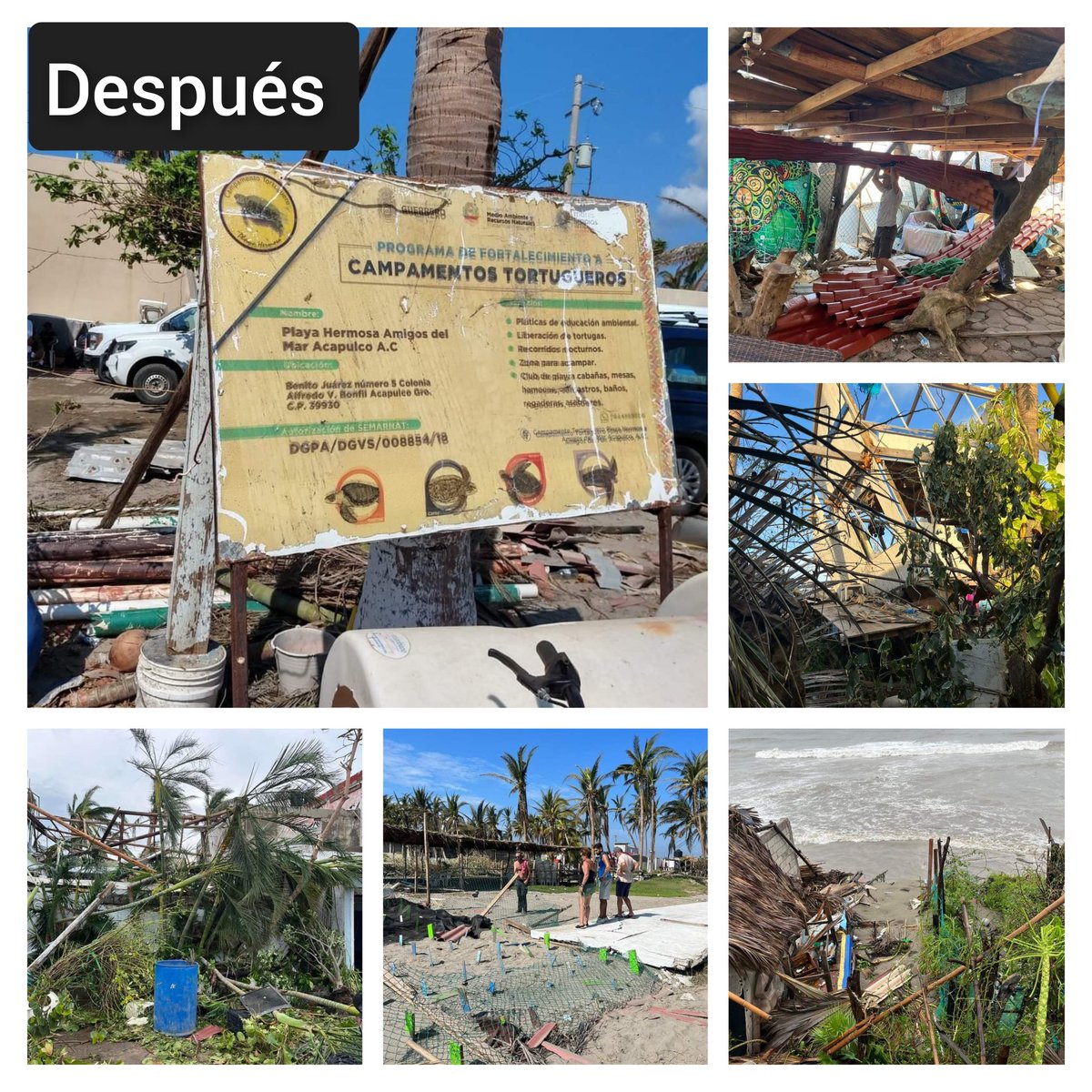 ashuster41's tweet photo. Ayudemos al campo tortuguero playa hermos en Acapulco, afectado por el Huracan Otis.  https://t.co/TkPkEDvSCC https://t.co/y1uJHfPyYS