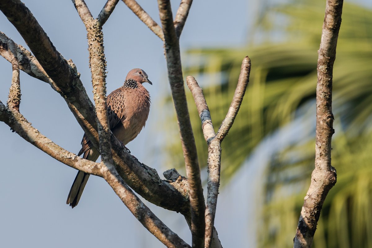FSThailand's tweet image. Get in touch with your inner zen as you wander through our lush rice paddies, surrounded by graceful dragonflies and beautiful birds. It's nature's dance party, and you're invited! #fschiangmai #fstakeyourtime