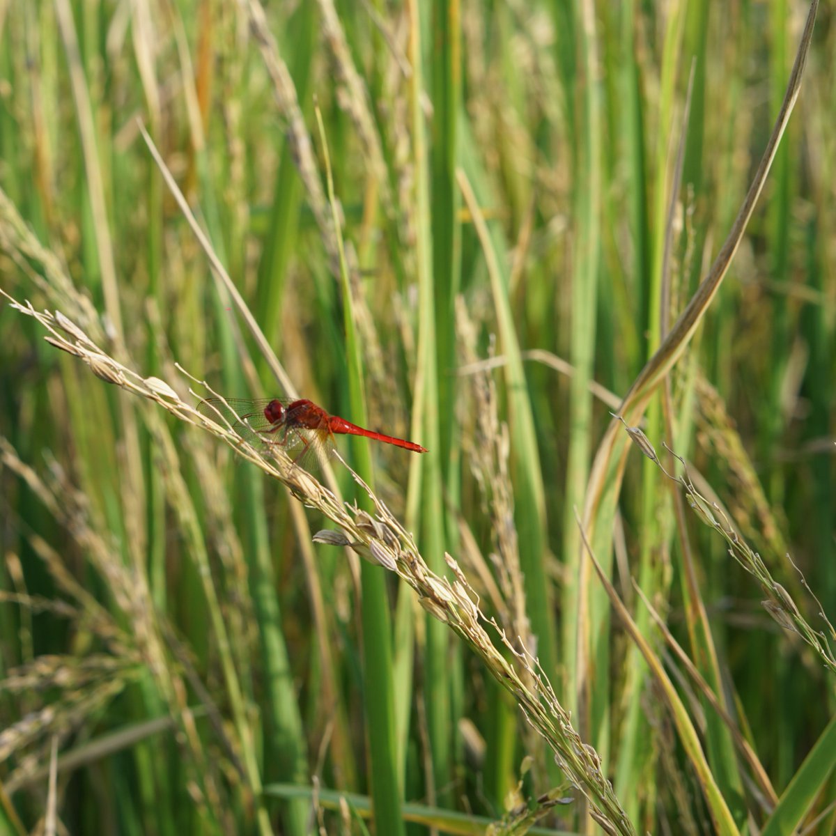 FSThailand's tweet image. Get in touch with your inner zen as you wander through our lush rice paddies, surrounded by graceful dragonflies and beautiful birds. It's nature's dance party, and you're invited! #fschiangmai #fstakeyourtime