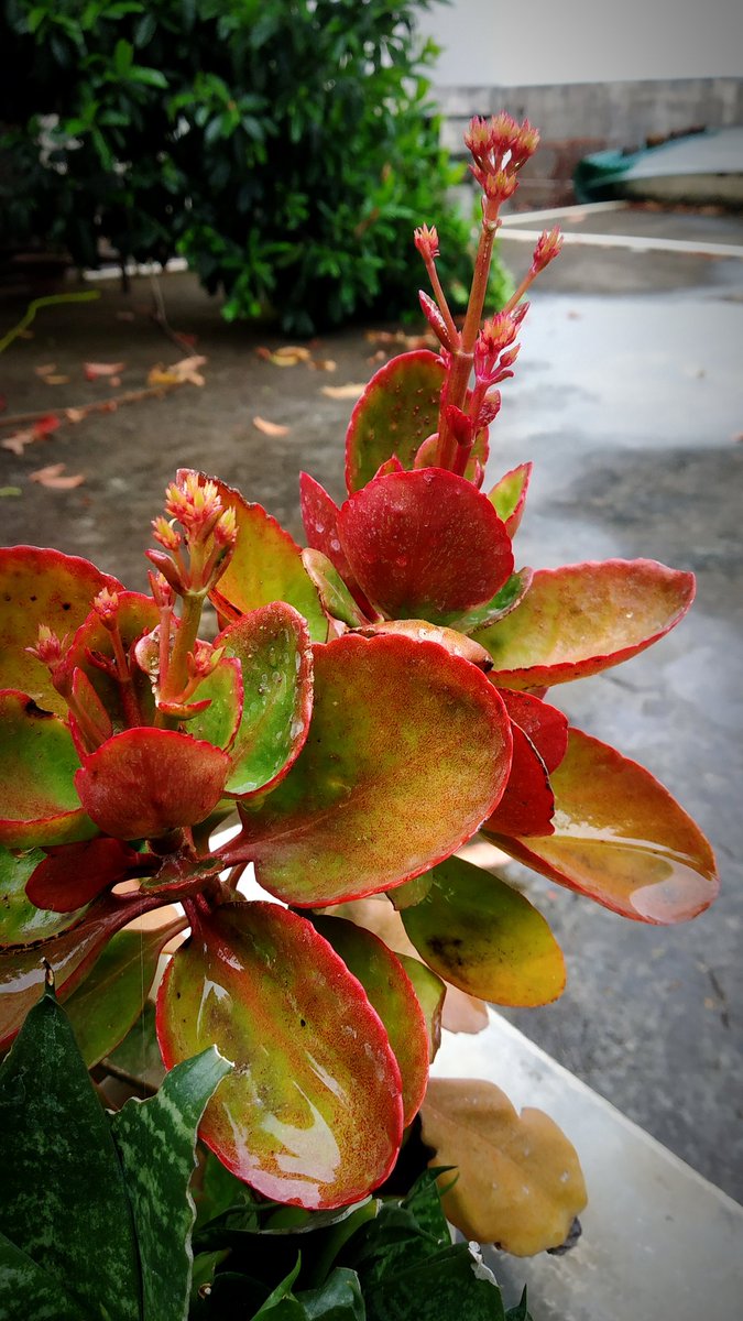 vaishnaviii_03's tweet photo. #NaturePhotography #NatureBeauty #rainydayz #Reds #joy #PeaceandLove https://t.co/sjP72Xg0m1