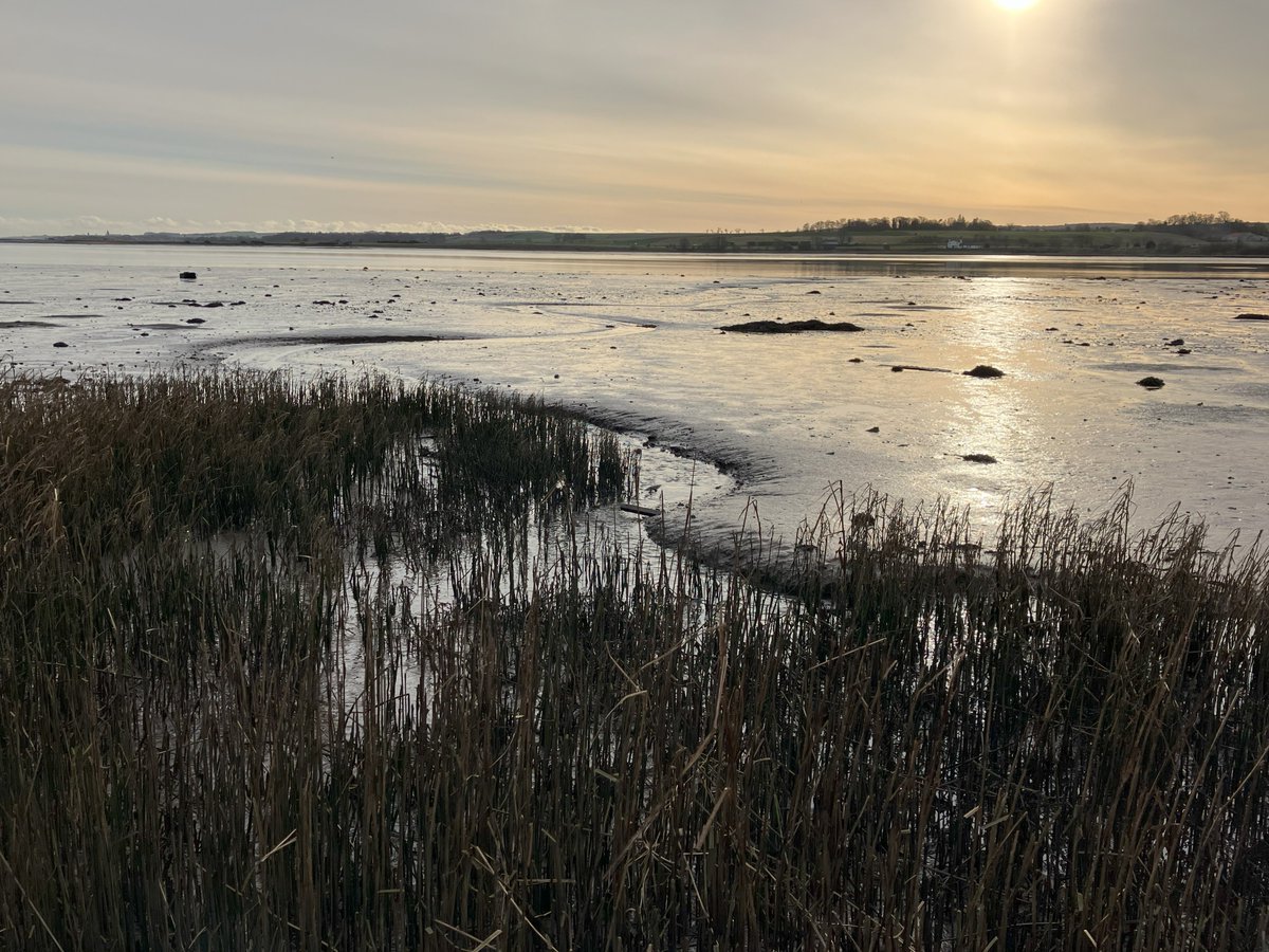 Beautiful views over the Eden Estuary last week. Great  to see the stands of Sea Club Rush expanding.
@NatureScot #NatureRestorationFund @ScotGovNetZero #saltmarsh