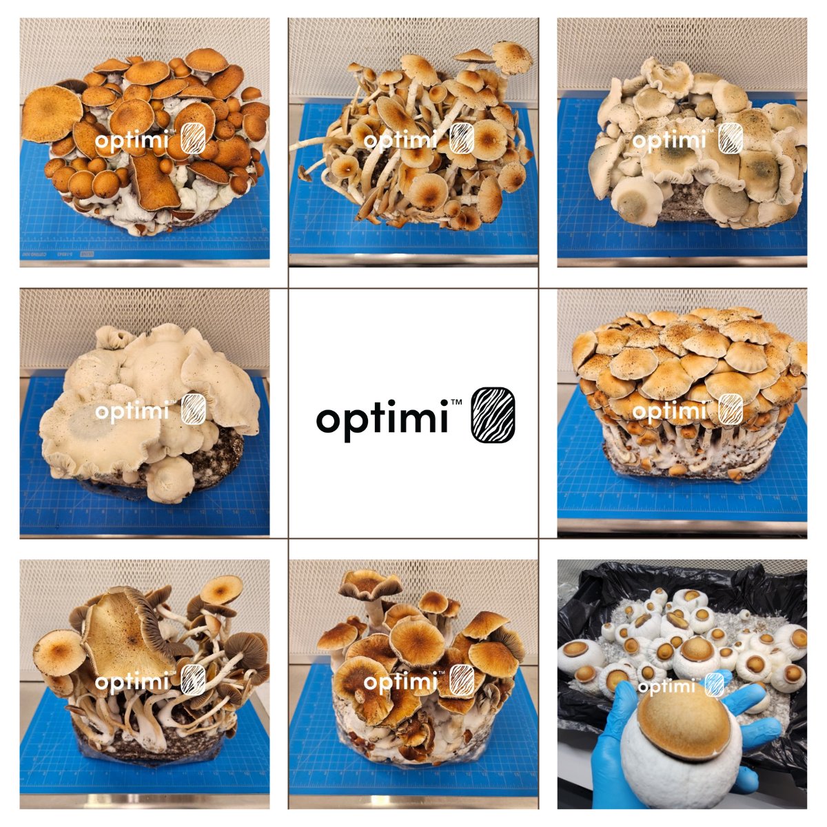 PRESS RELEASE: Optimi Health Achieves Genetics Milestone and Completes Psilocybin Extract Validation and Stability Testing.

optimihealth.ca/optimi-health-…

#Psilocybin #Psilocybecubensis #MDMA #psychedelics #genetics #GMP #API #cultivation #PsilocybinExtractValidation #StabilityTesting