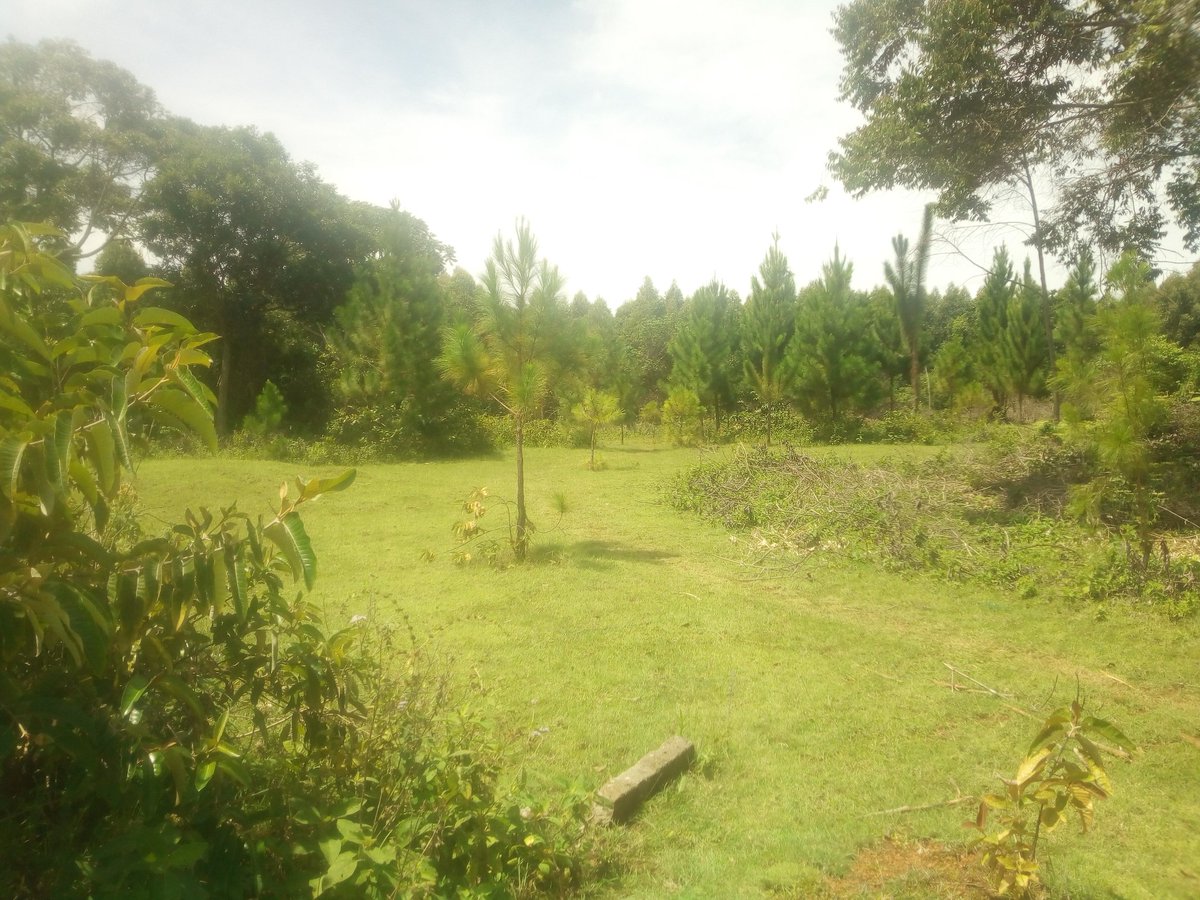 KiapiKFreddie76's tweet photo. Beautiful #LandofGreenness we call our 3rd Home for the #Kiapi family -Buikwe district. Come we invest in #Tourism #RealEstate & #Forestry in future. The real #GreenEconomy starts here by 2026! @HonMutasingwa @VisitBuganda https://t.co/iheVbOlNsI