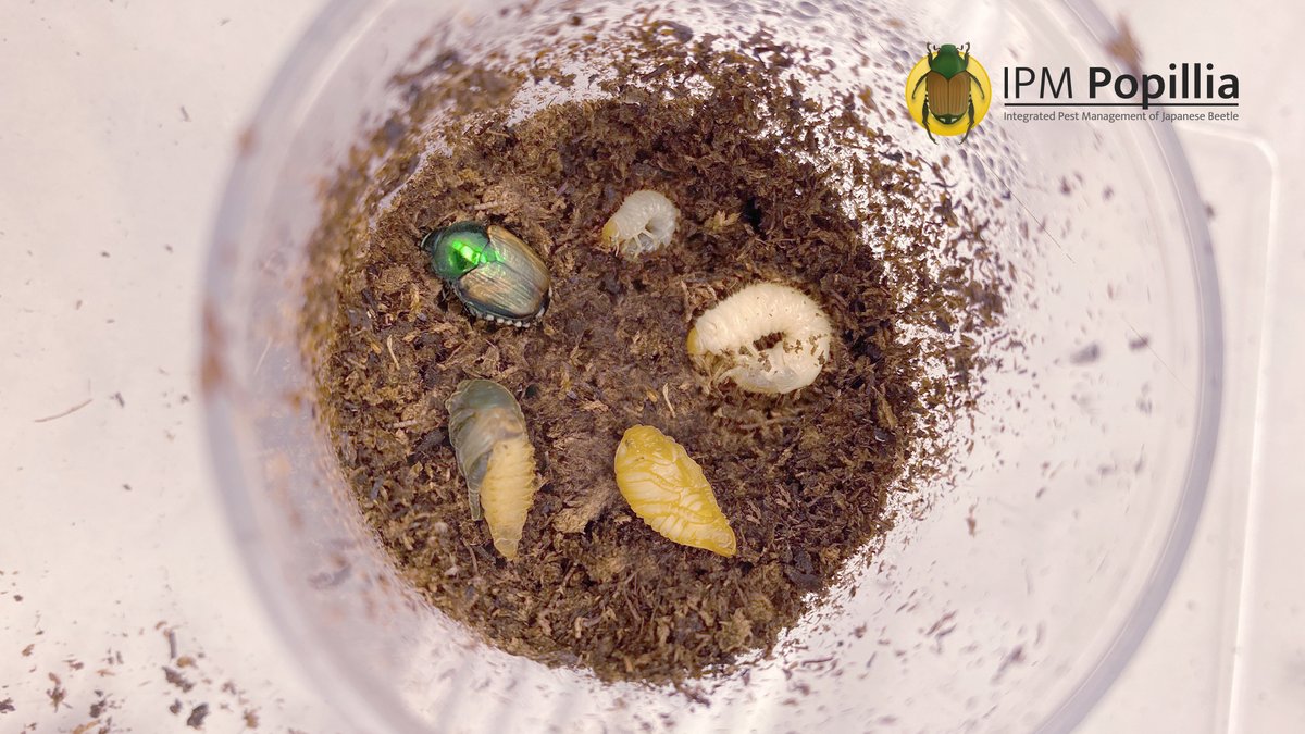 Explore the developmental stages of the #JapaneseBeetle (#PopilliaJaponica) photographed and filmed within our laboratory!

If you haven't had the chance to check out our latest blog, now's the perfect time: popillia.eu/blog/developme…

@HorizonEU @IPMPopillia