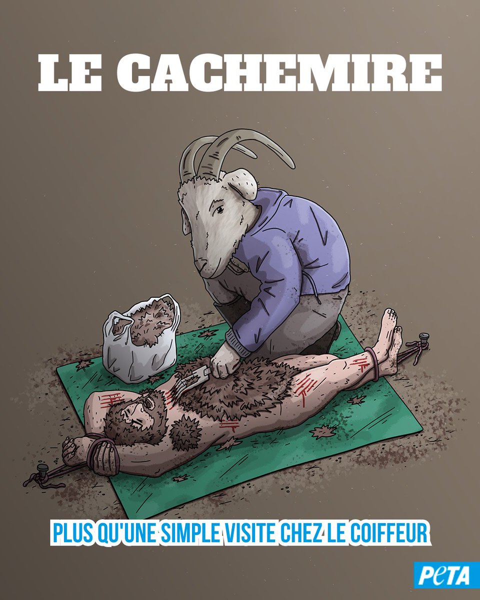 PETA_France's tweet photo. Les chèvres ne méritent pas d’avoir les poils et les testicules arrachés ou d’être frappées à la tête avec un marteau - tout cela pour du cachemire. https://t.co/YyEqZuXIvy