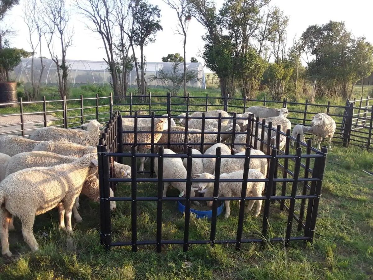 Stockfarmmag's tweet image. The concept of learning to crawl before you can walk applies to feeding both large and small stock. Until a calf's or lamb's rumen developed to digest #roughage, #CreepFeed should form part of the animal’s nutrition programme. agriorbit.com/creep-feed-101…
#Throwback #AnimalFeed