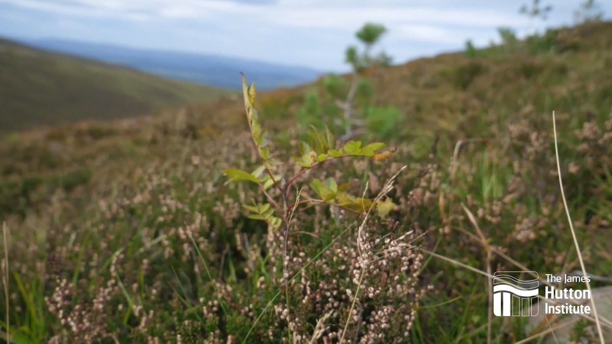 JamesHuttonInst's tweet photo. Our project, #RestorYation Cairngorms, aims to increase the visibility of stories of #Cairngorms ecologies, people &amp; ways of knowing that have typically been marginalised.

Displaying video stories and maps related to #biodiversity in the area 📽️🗺️

More: https://t.co/R4qyKsPIw7 https://t.co/A3jUOPBZ0b