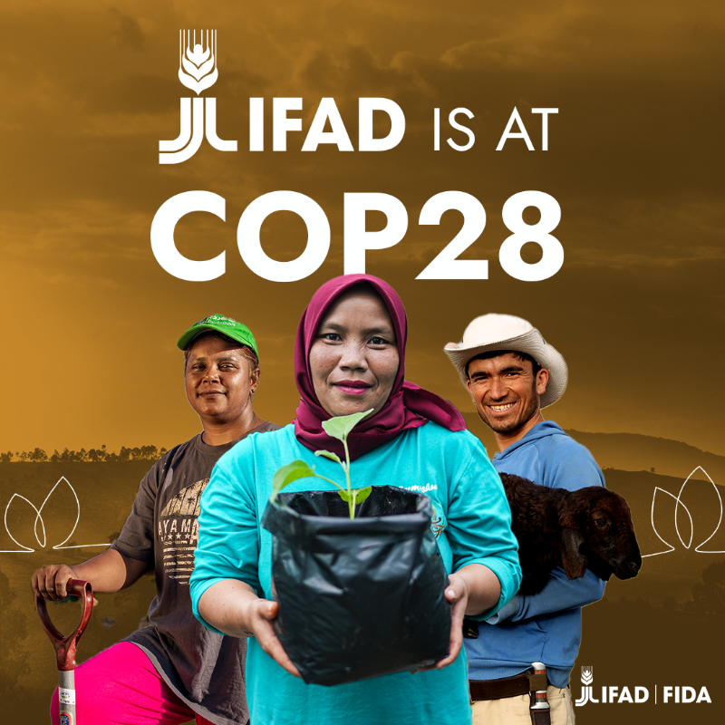 IFADamericas's tweet photo. IFAD, @‌CGIAR, @fao and @‌RockefellerFdn will be joining forces to place agriculture at the forefront of climate talks at #COP28.

Join us at our joint pavilion for compelling sessions, expert insights, and impactful discussions ➡️
