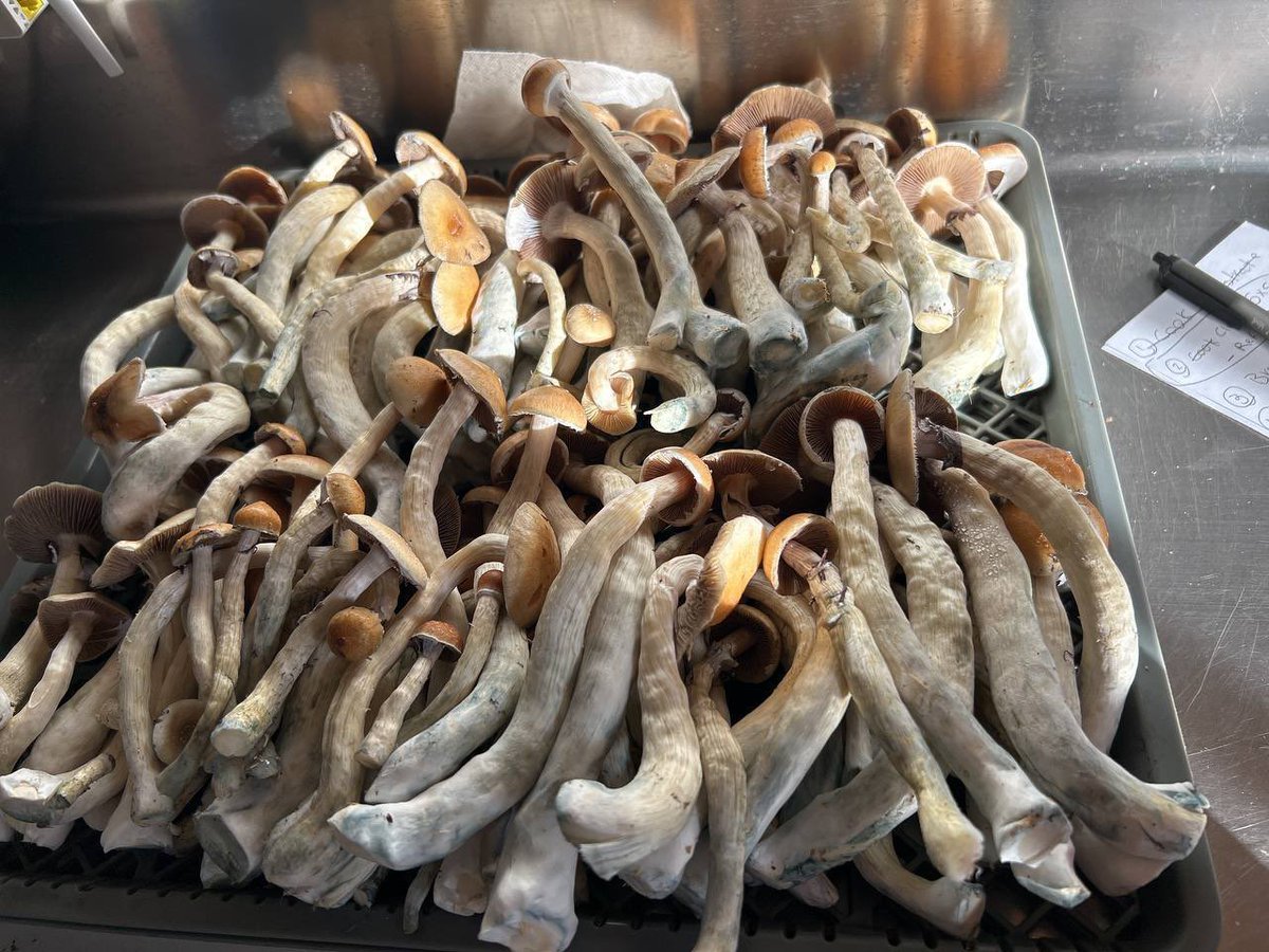 nyc_exoticsmoke's tweet photo. 🍄 Exotic Shrooms 🍄
Grown in a licensed facility. 
I promise you won’t find better quality shrooms then these 🔥 https://t.co/CoTwwrVoPt