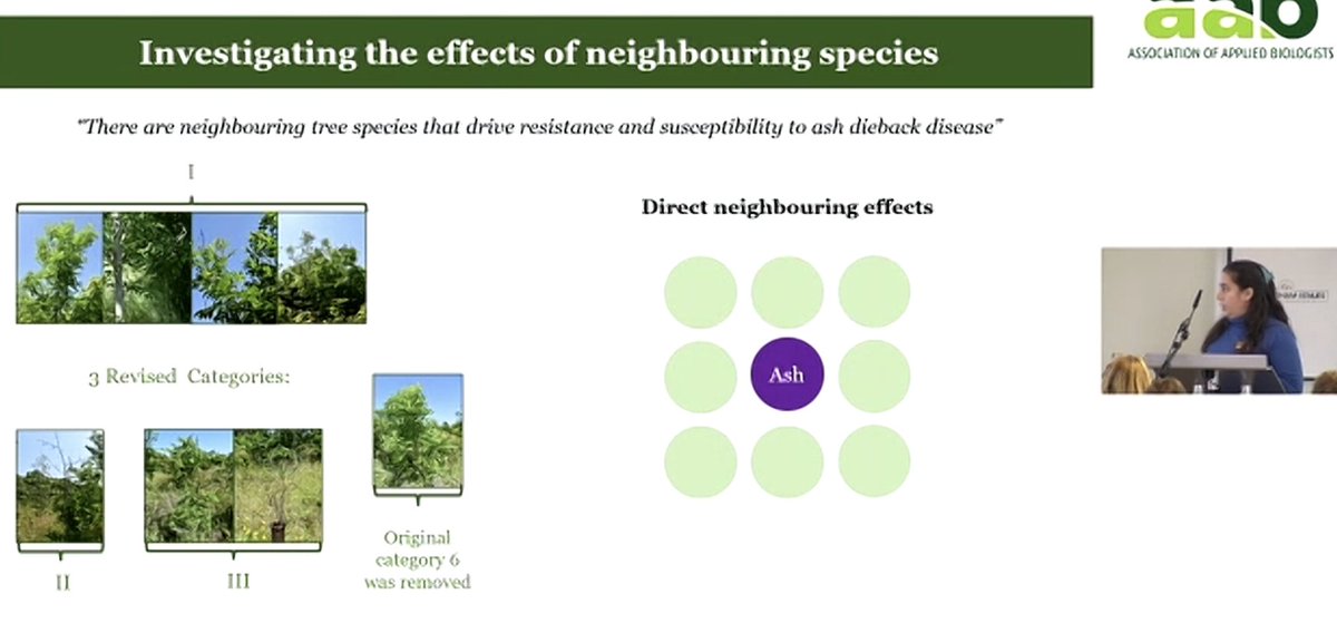 Final session of 'Creating Canopies' kicked off by Ros Sanchez-Lucas who introduces a metabolomic analysis from intriguing finding that severity of ash dieback is lessened in trees that are adjacent to cherry trees 🧬🍒 
#AABTrees