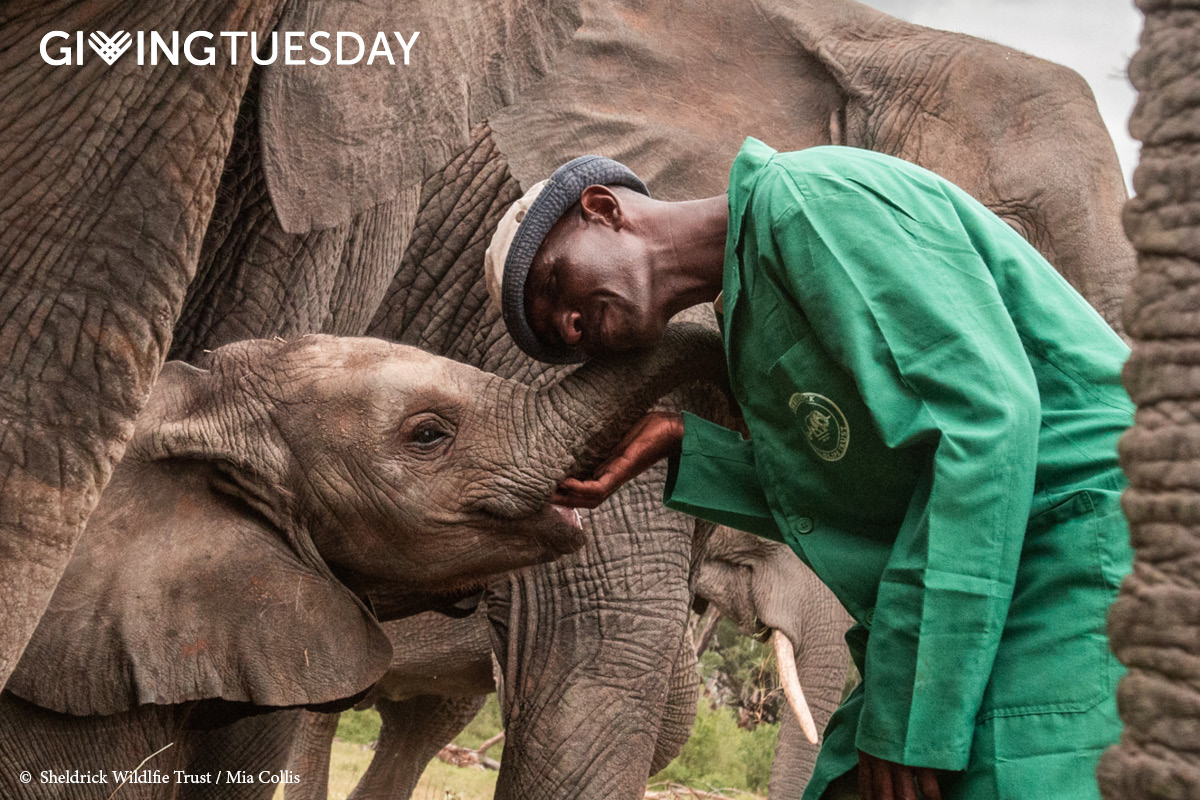 Elephants work together as a herd to protect vulnerable or threatened family members. Now you can help us, help them. Today, we’re inviting our global family to help secure a species for elephants &amp; all wildlife, &amp; make twice the difference in the process. For one-day only,