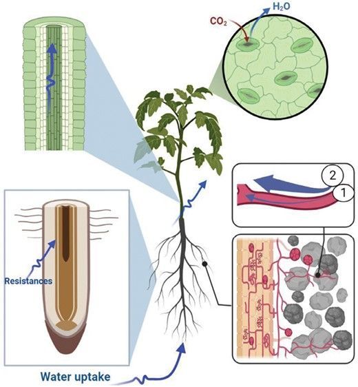 'The role of arbuscular mycorrhizal symbiosis in improving plant water status under drought' - @Mohnd_Abdalla, Michael Bitterlich, @JanJansa8, David Püschel, @MutezAhmed 🌱
bit.ly/49zFgqN 

 @TU_Muenchen