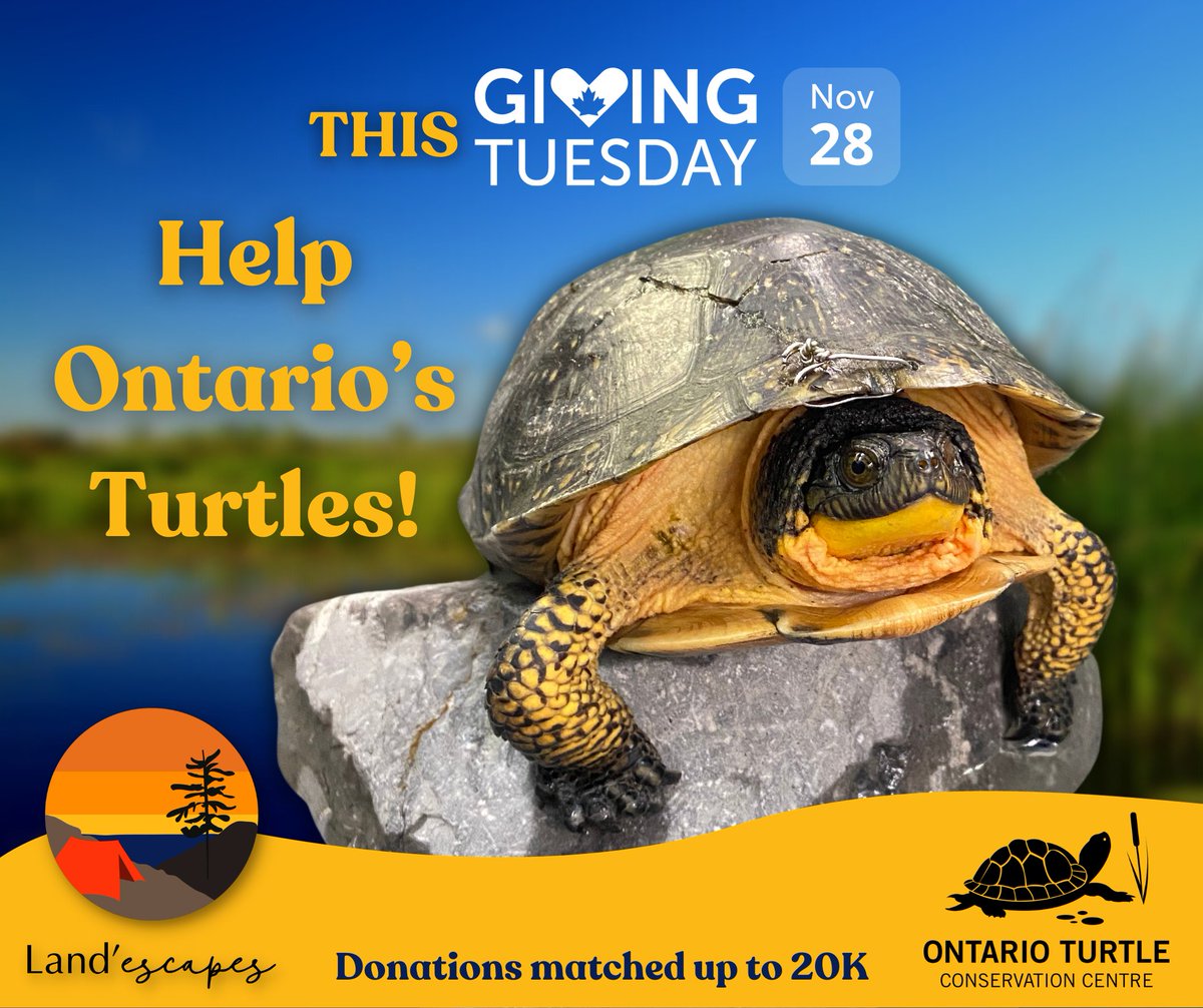 Today is Giving Tuesday!
Read more about what we're up to today: preview.mailerlite.com/z1c0y2o6i4/235… 
To donate: ontarioturtle.ca/donate