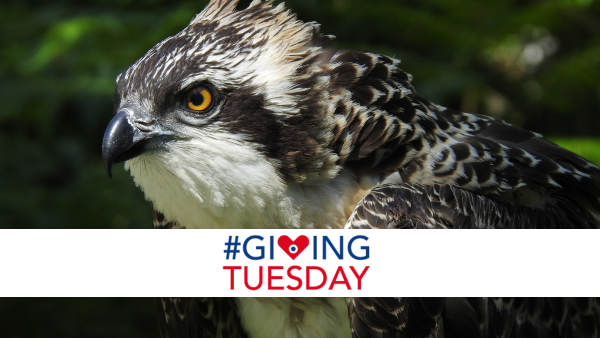 Today is @GivingTuesday, the global day of #generosity! 🇫🇷 To mark the occasion, you can support @domainechambord by contributing to the scientific monitoring and conservation of the osprey Thank you ❤️ #GivingTuesday ➡️every.org/chateau-de-cha…