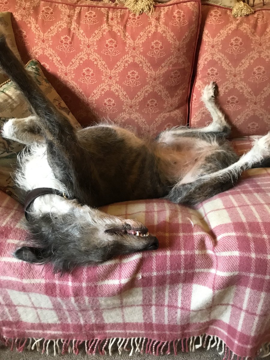 GinnyHBall's tweet photo. Teeth &amp; tummy out Tuesday 🙄👇#dogsofX #lurcherlife #sofasurfer 😘 https://t.co/U187TayoVm