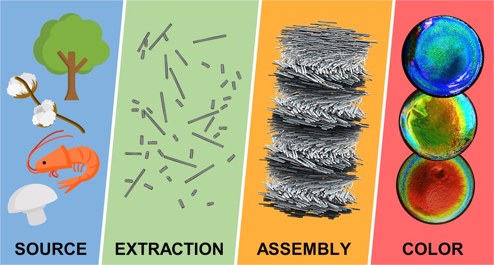 Our @VignoliniLab mega-review of cellulose and chitin nanocrystals (CNCs and ChNCs) and their self-assembly to make structurally coloured films is now out in ACS Chemical Reviews! 🎉🌈doi.org/10.1021/acs.ch…