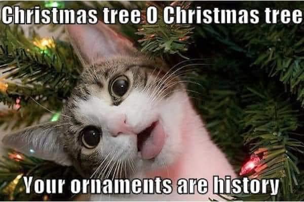 #14DaysTillChristmas How are all your Christmas trees holding up??? 🎄🐾