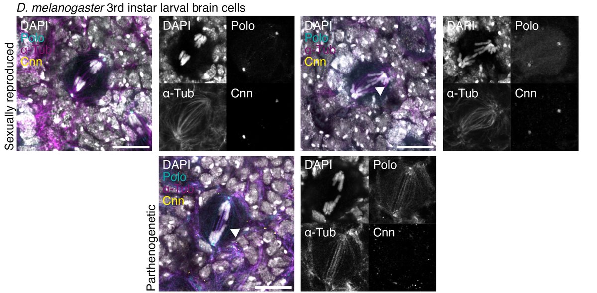 I have a new parthenogenesis paper with @LabGlover! We found that aneuploidy arises during development in natural Drosophila parthenogens and our genetically induced parthenogens @HeredityJournal doi.org/10.1038/s41437…