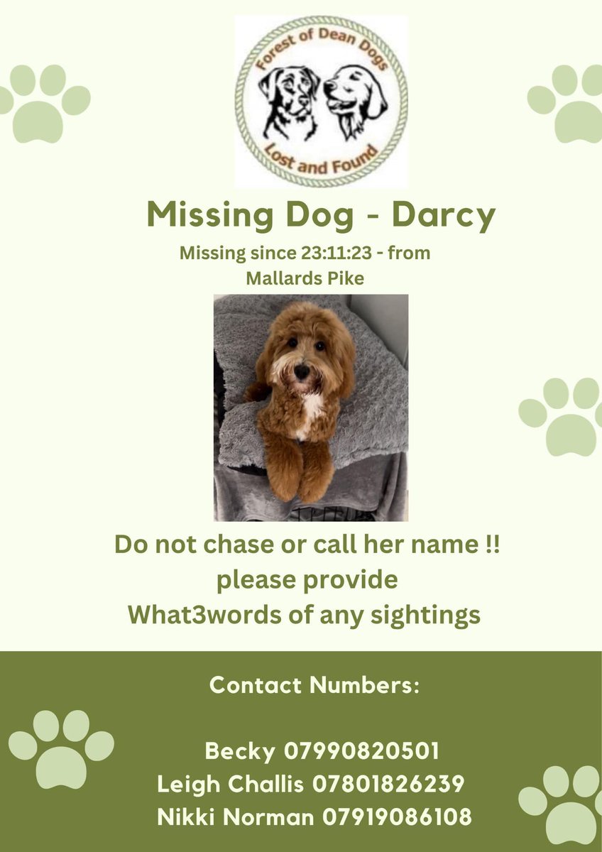 Please can you help ❤️ Darcy is a beautiful little dog and is missing in the Forest of Dean (Mallards Pike) in Gloucestershire 🥲 please can you RT to spread awareness and help get her back home safely 🐾 Thank  you ❤️ <a href="/BertieLakeland/">Bertie Lakeland</a> <a href="/bemorebob2/">BeMoreBob</a> ❤️