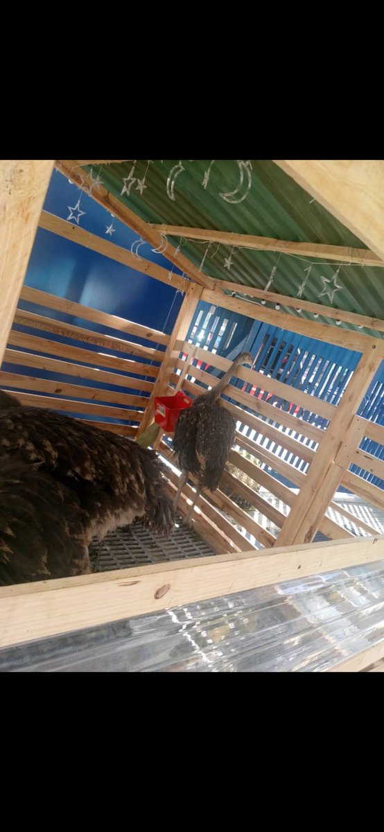 VzlaLibreYjusta's tweet image. Animales dentro de la DEM TSJ en Chacao, en El Paraíso convirtieron un colegio en una tienda por departamento (Traki) y en el Colegio San Agustín fue tomado para registrar privados de libertad. En Venezuela cada día pasan unas locuras. #Caracas