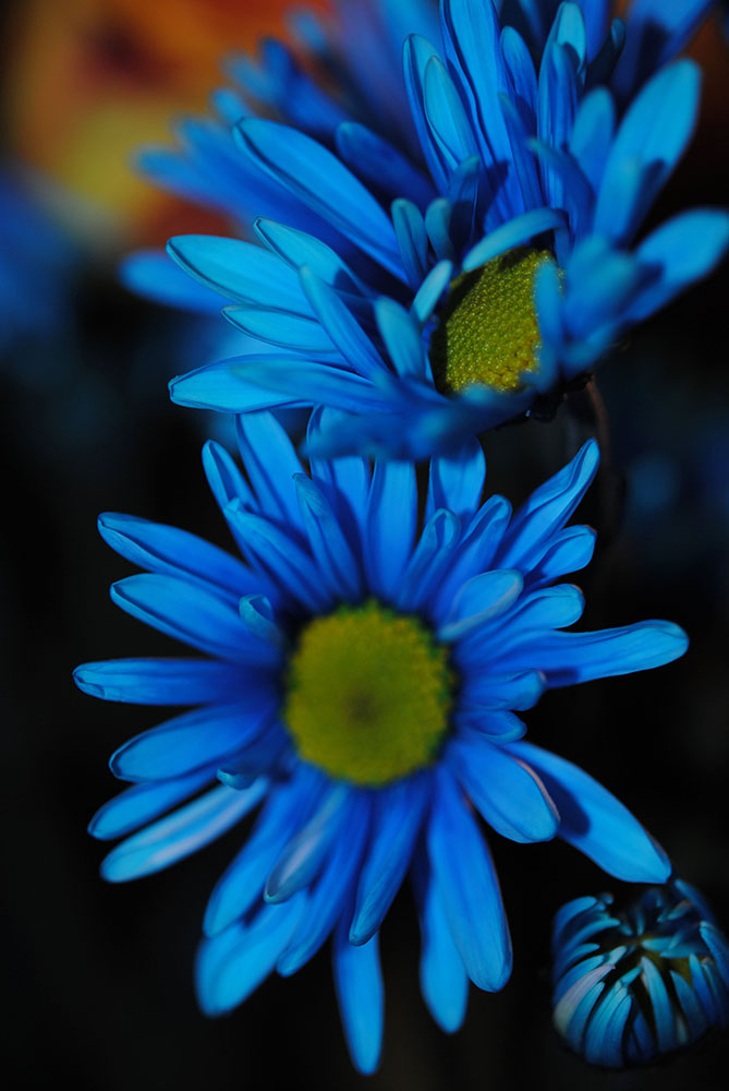 CindyPODArtBlog's tweet photo. https://t.co/6TSPBV4OEZ #flowerphotography #DSLR #daisies #digitalimagedownload #offthecamera https://t.co/xm7mNXogxi
