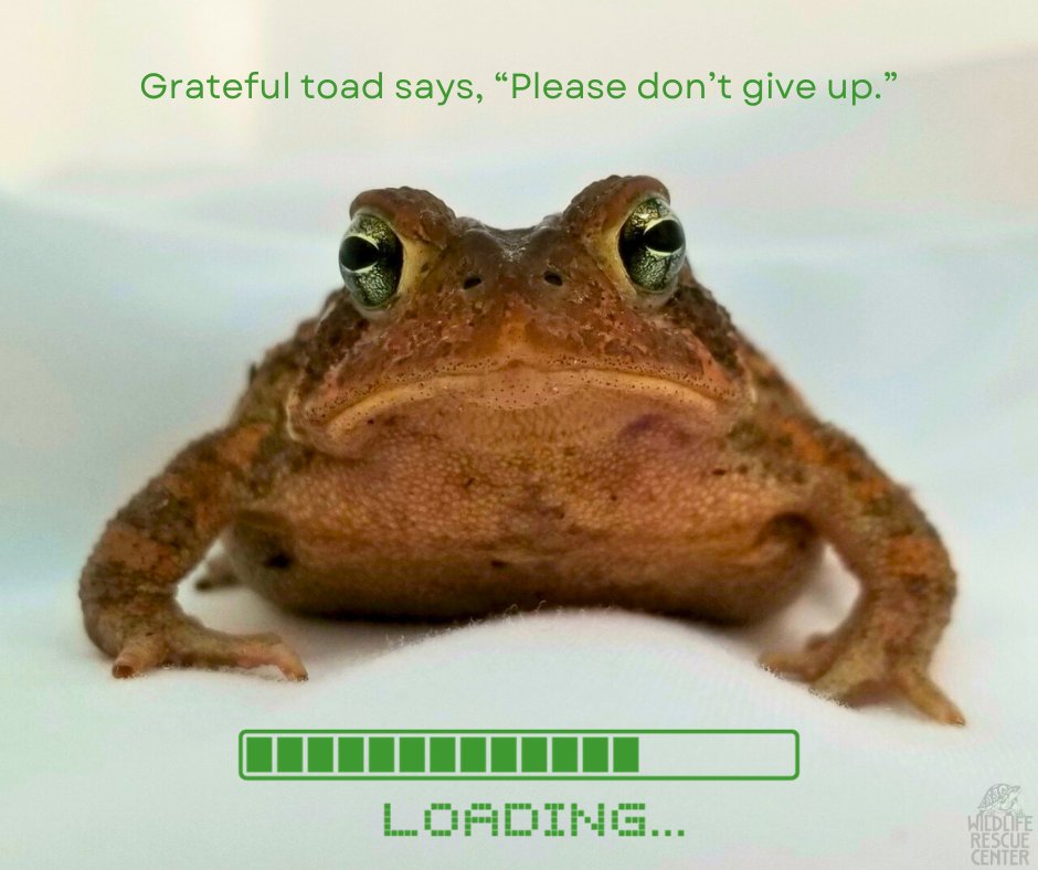 We've learned many folks trying to give this morning received an error message due to a partial processor outage. It's fixed! If it happened to you, please do try again. If you have any issues, please let us know. #GivingTuesday #giftsMATCHED: bit.ly/47Bp32t