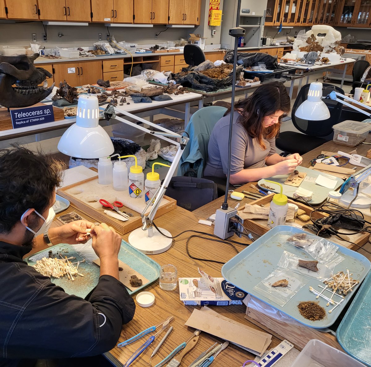 GrayFossilSite's tweet photo. Excavation is done for the year, but there's lots of work to be done in the lab, cleaning and sorting and reassembling fossils. In the cold months, the crew will get through as much as they can to make room for new fossils before we start digging again in the Spring! https://t.co/fpekruUGme