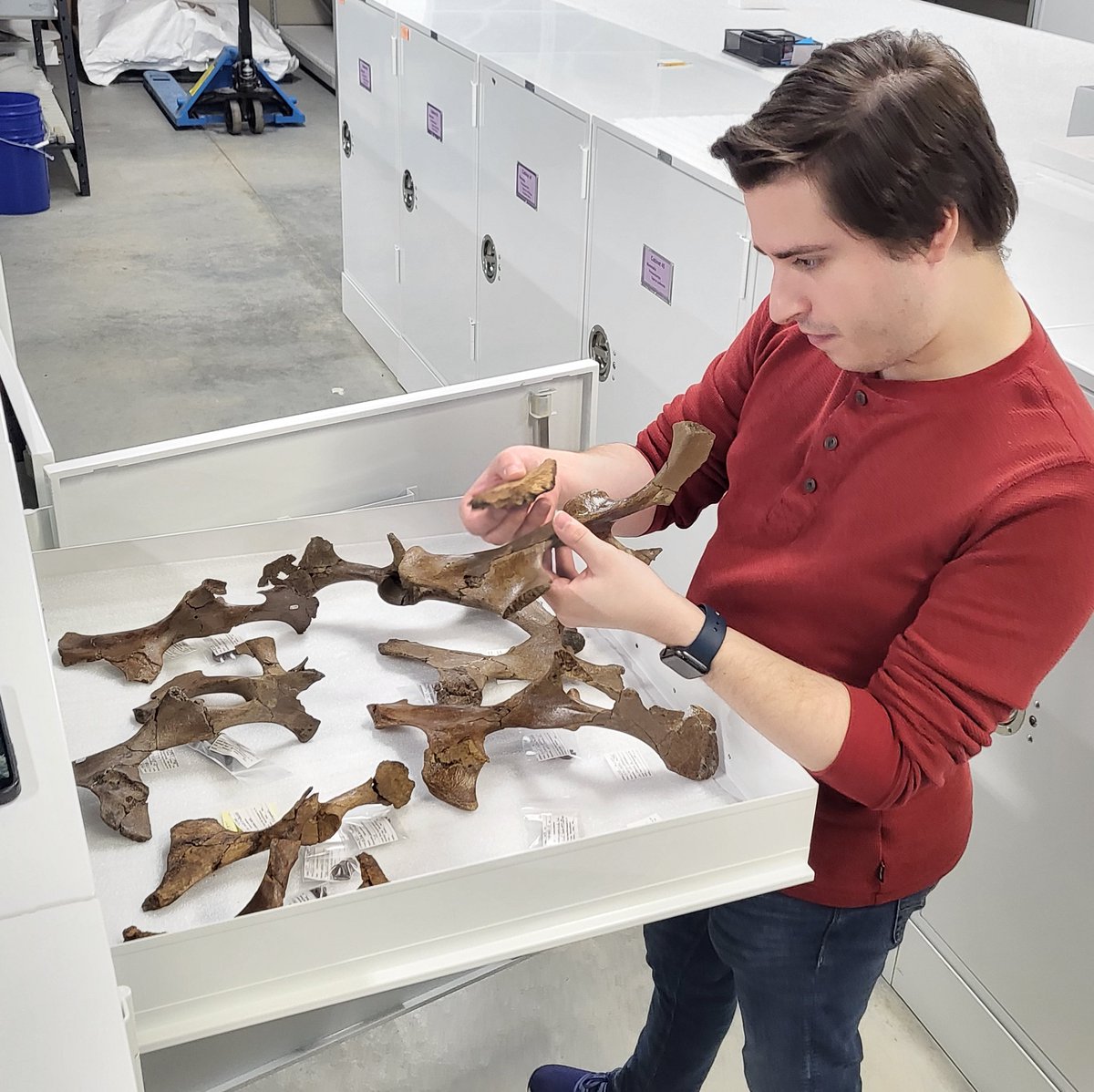 It's not always easy to identify a small fragment of fossil bone. Fortunately, there are plenty of more complete fossils in our collection for comparison!

Here, Connor is comparing a bone fragment with more complete fossil tapir hip bones (we have LOTS of tapir fossils).