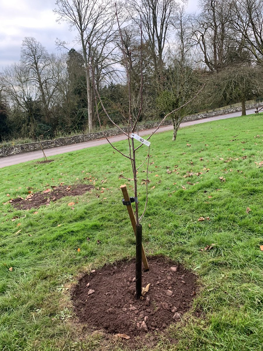 No1EstateBoss's tweet photo. Every tree counts… 🌳 in a few years this will be a wonderful colourful Rowan tree. Thanks to @burncoose nurseries @berkeleycastle entrance will be looking wonderful!
#toppinguptrees
#loveatree 💚🌳
#plantingfortomorrow https://t.co/0JcGY93roS