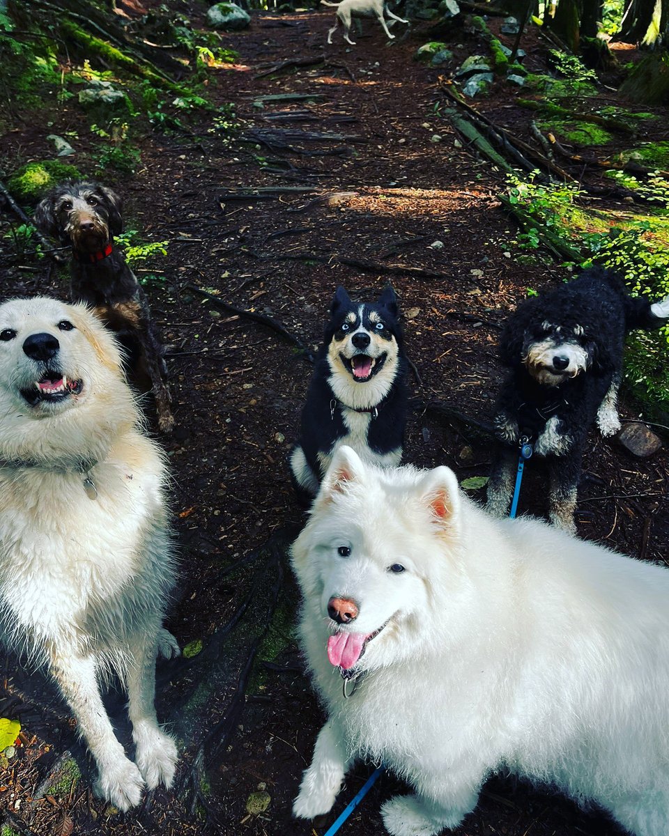 This is what we call a Group of happy dogs , with happy faces on a happy morning hike trail ! 

@releasethehounds_yvr 
We still have few boarding spots available for the Christmas, get ready for the Christmas holiday! more information: releasethehounds.ca

.
.
.
.
.
.