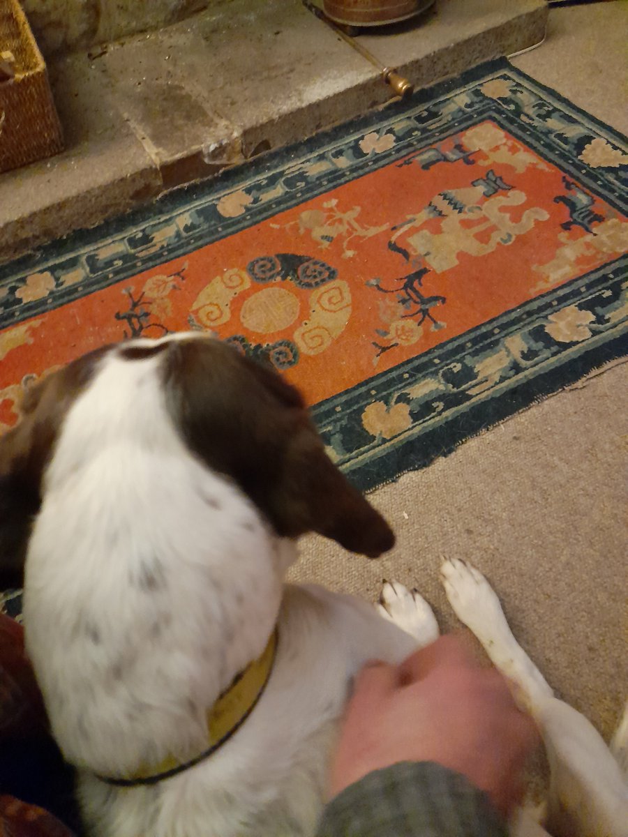 BeeHewtweet's tweet photo. More #mollierescuespaniel. She's the most affectionate little beastie. Getting more confident all the time. Thanks again @DogsTrust @DT_Salisbury ๐ฅฐ๐ถ๐พ๐พ #AdoptDontShop #dogsareforlife https://t.co/lSIZfP9Hg2
