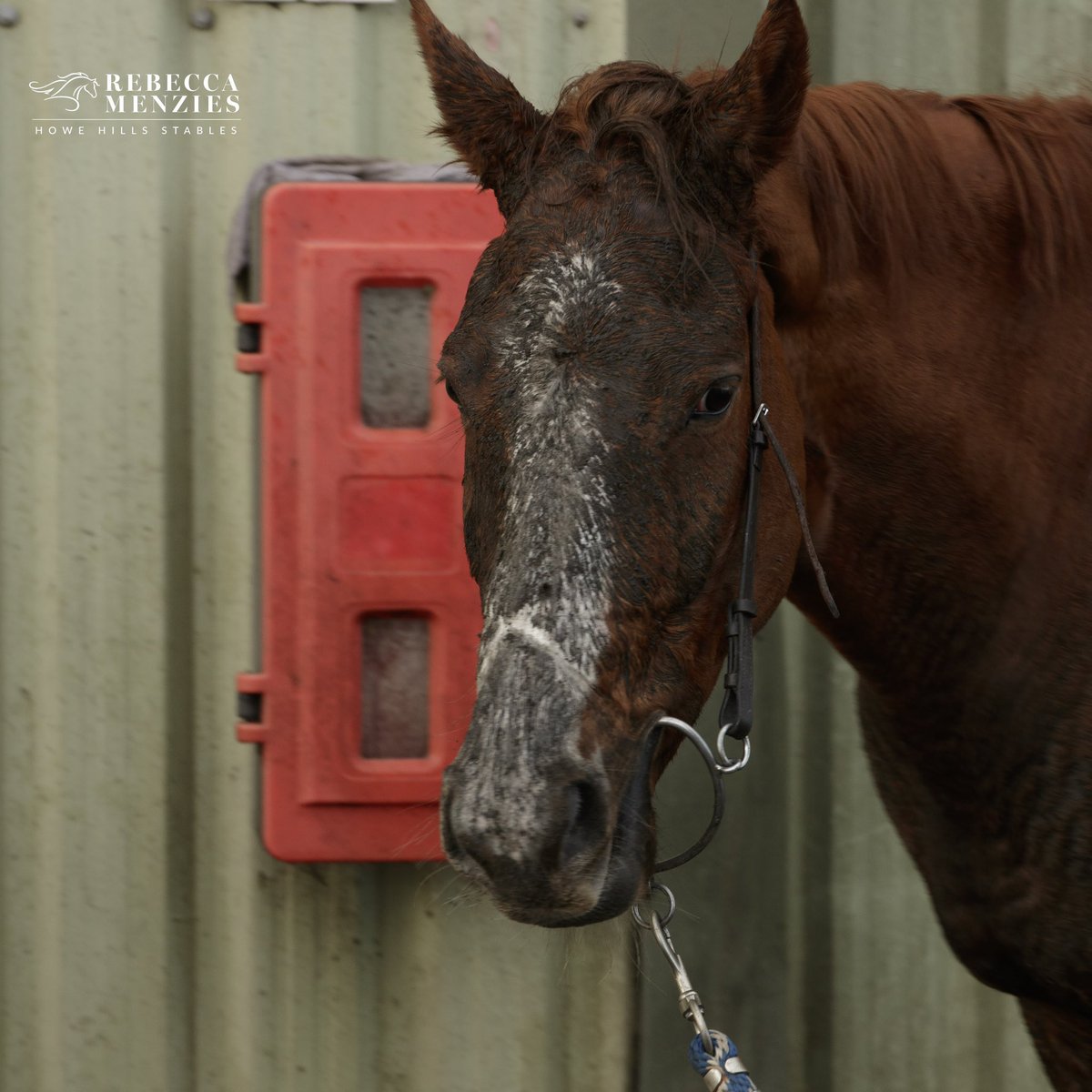 RebeccaEMenzies's tweet photo. Some dirty faces today, some people would pay a fortune for out face packs #dirtyfaces #facepack #racehorse #horse #stablelife #jockey https://t.co/Q4FuFspvaB