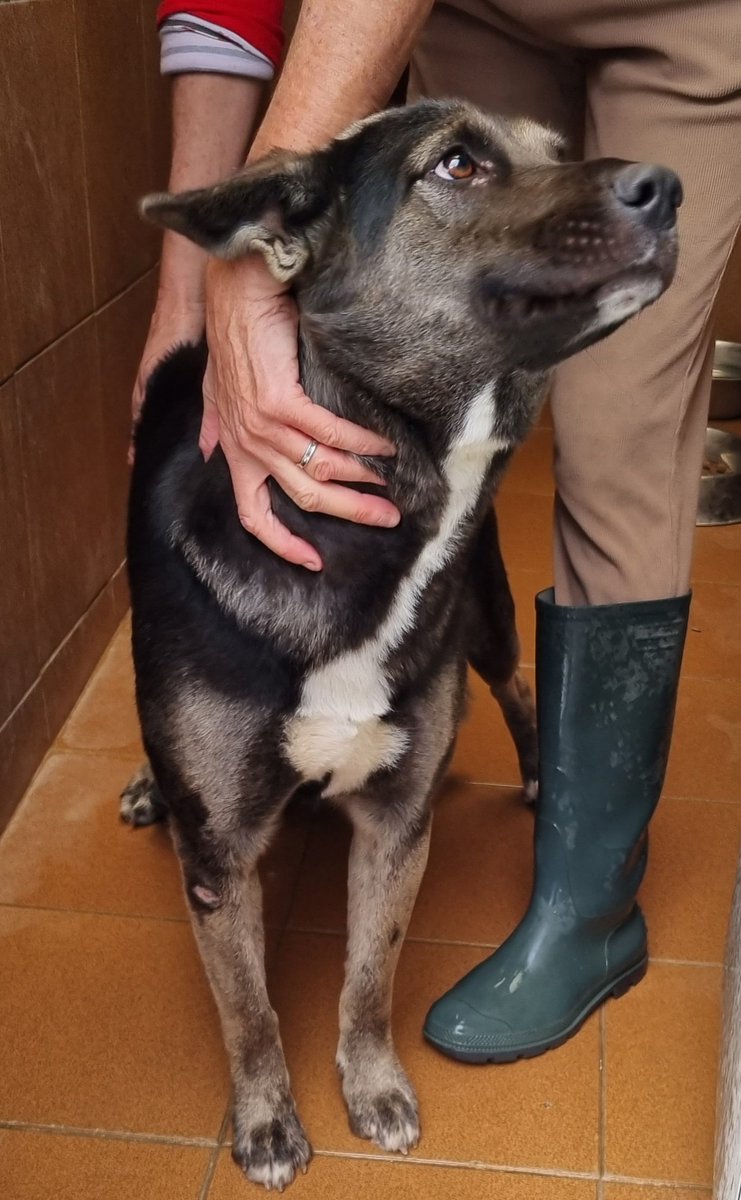 Llevas una semana en la prote, eres preciosa, nadie te puso un chip, nadie te busca. 
Tú nos miras buscando una caricia.
Aún no hemos pensado un nombre para ti, creímos que tu familia aparecería. Pero no.
Mañana será otro día, tendrás nombre y te buscaremos un hogar.