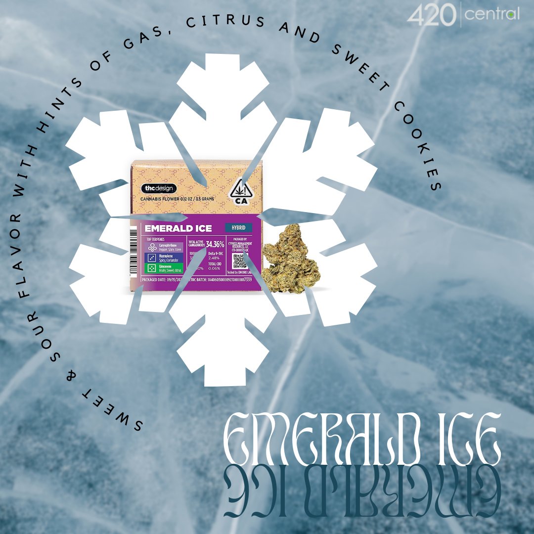 420Central1's tweet image. A great hybrid strain to feel relaxed and uplifted 😮‍💨🤙
#THCdesign #420central
420central.com/shop-santa-ana…