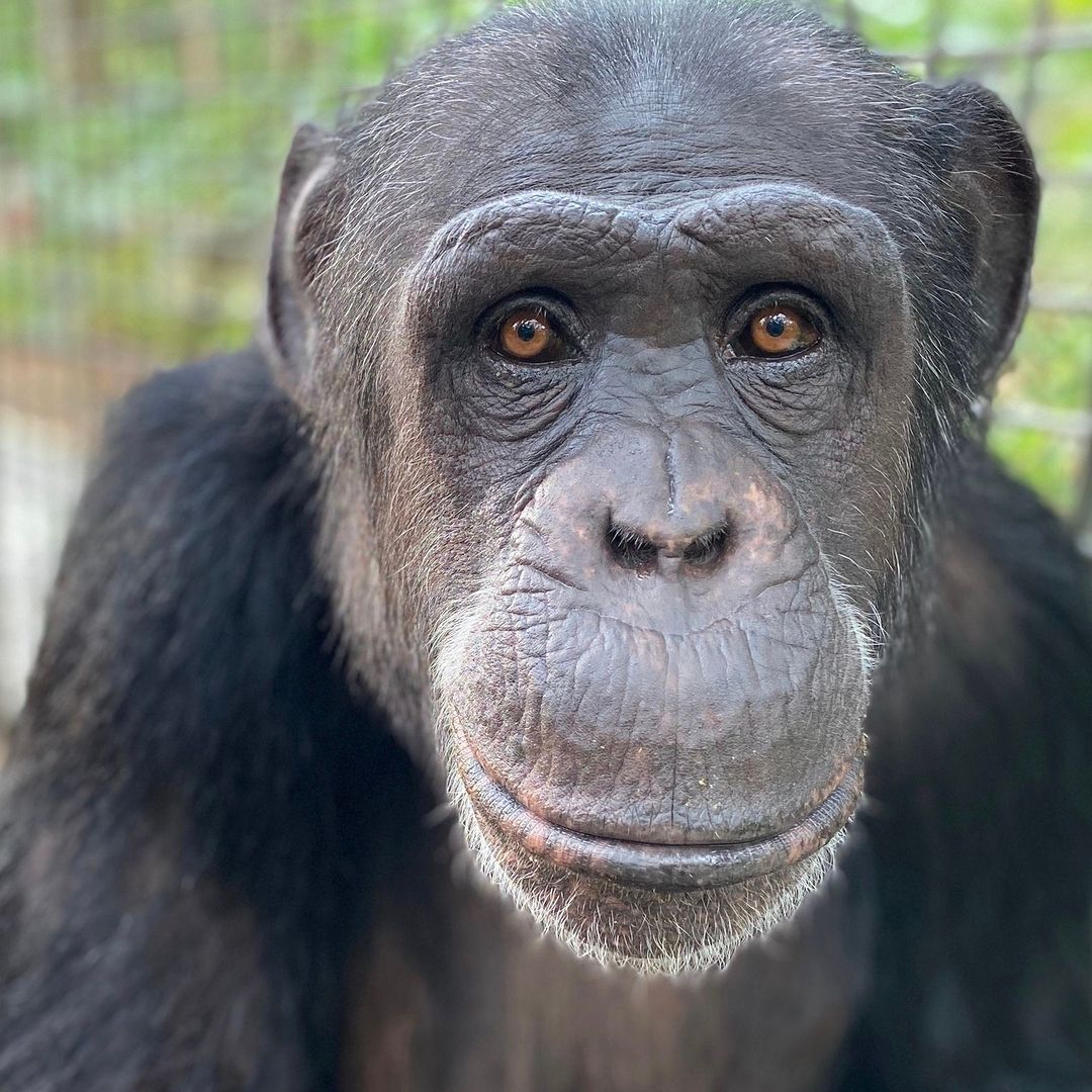 Chimps Daily tweet media