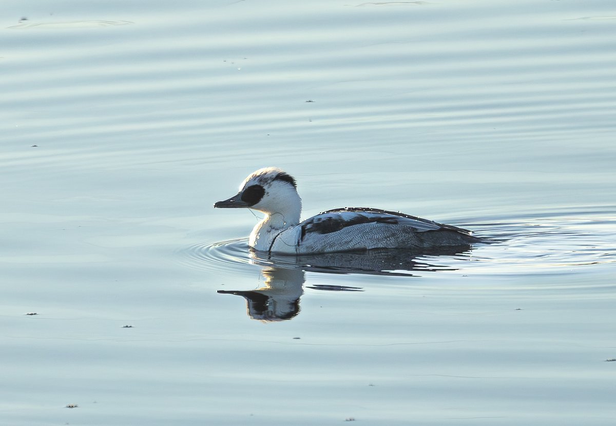 (Young?) male Smew at Cumbernauld today #smew #mergellusalbellus <a href="/BTO_Scotland/">BTO Scotland</a> <a href="/ScottishBirding/">The SOC</a> <a href="/Clydebirding/">Clyde Birding</a>