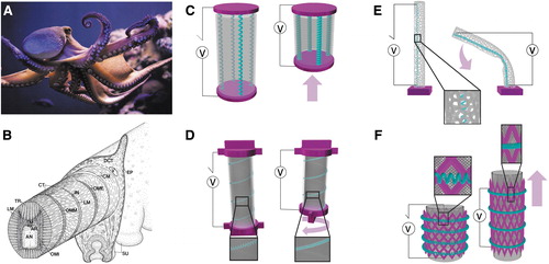In a recently published article, authors propose octopus-inspired muscular hydrostats powered by  an emerging class of artificial muscles called twisted and coiled artificial muscles. 
#FreeAccess through December 8: liebertpub.com/doi/10.1089/so…