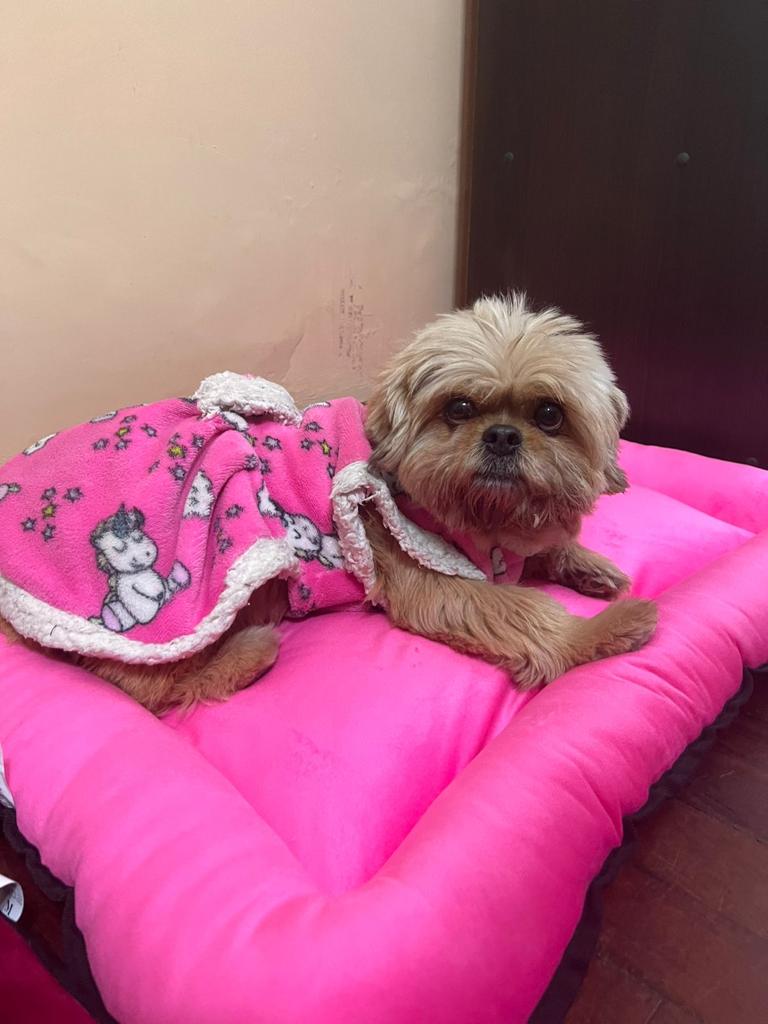 Urgente: Maja tiene 10 años y se perdió el lunes 27 a las 8 am en calle Pepe Ludmir , urb Confecciones Militares en Bellavista Callao. Su familia esta muy preocupada informes al 99585-7770 Es la engreída de un buen amigo ayudemos con un RT