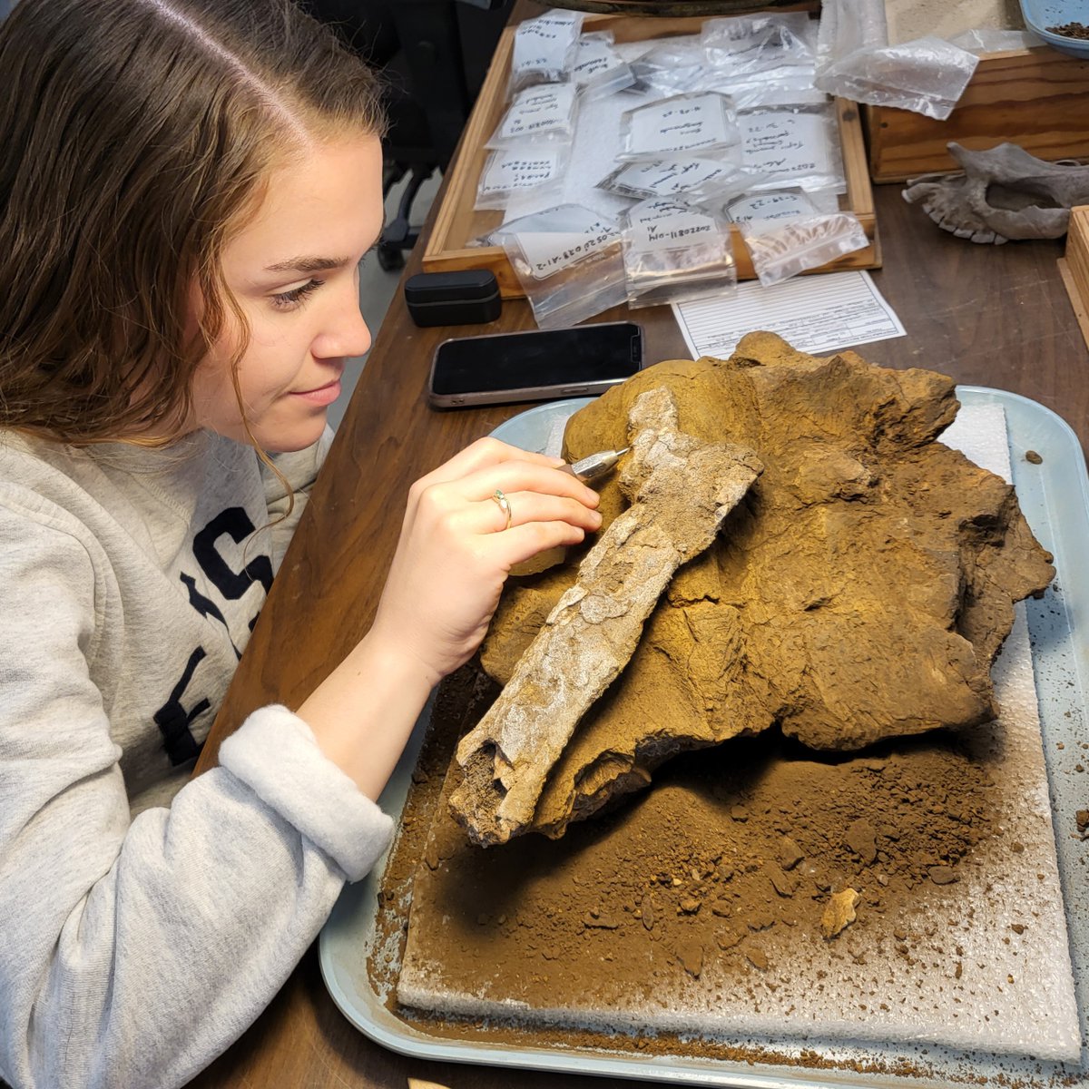 Recently, Maddie has been working on part of the forearm of our rhino, Papaw, slowly excavating this block of sediment.

Papaw's skull and body were excavated in 2021-2022, and the lab crew will be working on these bones for years to come. Rhinos are a lot of work!
#FossilFriday