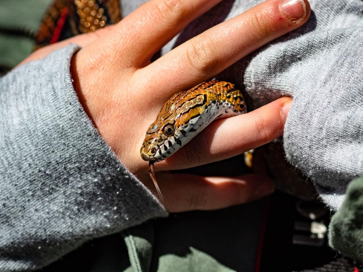Which Pet Snakes Have The Most Interactive Personalities?
bit.ly/47UyDxA #XYZReptiles #Snakes #SnakeLover #PetSnake #Pets #ExoticPets #ReptilePets #Reptiles #ReptileLove #ReptileLover #Animals